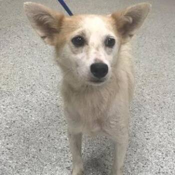 Tilly *Available Soon* -  Rat Terrier and Mixed Breed Dog for Adoption in Dover, New Hampshire - Tilly *Available Soon* | PetCurious