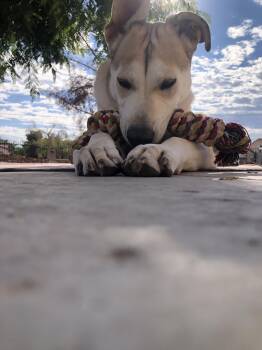 Hamlet -  Alaskan Malamute and Anatolian Shepherd Dog for Adoption in Las Vegas, Nevada - Hamlet | PetCurious