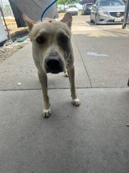 Staffordshire Bull Terrier and Fox Terrier Dogs Available for Adoption in Stockton, California - LEO | PetCurious