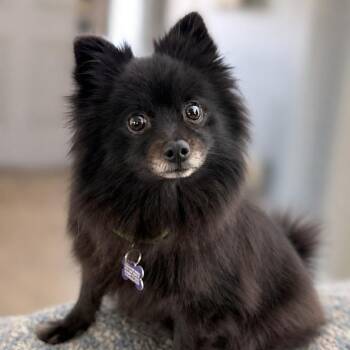 Precious -  Pomeranian Dog for Adoption in Boerne, Texas - Precious | PetCurious