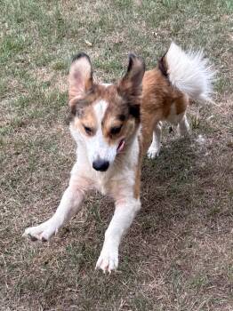 Scramble -  Shepherd and Dachshund Dog for Adoption in Nacogdoches, Texas - Scramble | PetCurious