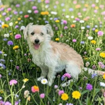 Terrier and Chihuahua Dogs Available for Adoption in Fort Worth, Texas - Bourbon | PetCurious
