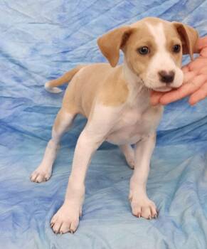 Jack Russell Terrier and Pit Bull Terrier Dogs Available for Adoption in Wetumpka, Alabama - 260365  Hope | PetCurious