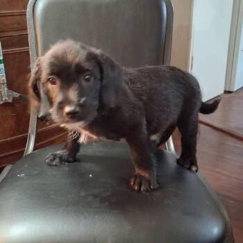 Pumpkin -*Available 10/17*Chino Hills Location -  Labrador Retriever and Mixed Breed Dog for Adoption in Chino Hills, California - Pumpkin -*Available 10/17*Chino Hills Location | PetCurious