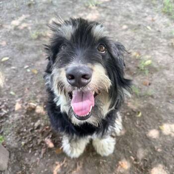 Fiddlesworth -  Poodle and Schnauzer Dog for Adoption in Carencro, Louisiana - Fiddlesworth | PetCurious