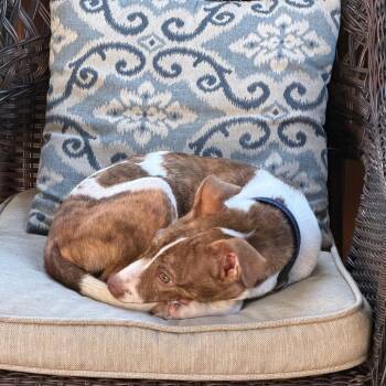 Ryder -  Mixed Breed Dog for Adoption in Silver Spring, Maryland - Ryder | PetCurious