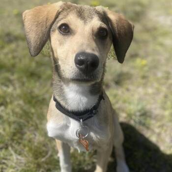 Heather -  Mixed Breed Dog for Adoption in Bend, Oregon - Heather | PetCurious