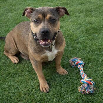 Hershey -  American Staffordshire Terrier Dog for Adoption in Seguin, Texas - Hershey | PetCurious