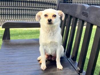 Rescue Chihuahua and Mixed Breed Dogs for Adoption in Tustin, California - LIV | PetCurious