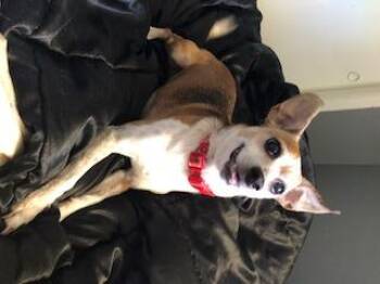 Rescue Chihuahua and Jack Russell Terrier Dogs for Adoption in Tifton, Georgia - Lady | PetCurious