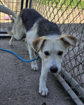 Arwen -  German Shepherd Dog and Mixed Breed Dog for Adoption in Warren, Michigan - Arwen | PetCurious