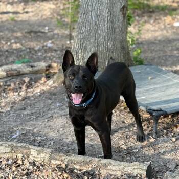 Shepherd Dogs Available for Adoption in Grand Rapids, Michigan - Charcoal | PetCurious