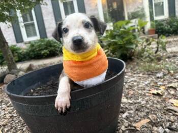 Triscuit -  Bernese Mountain Dog and Terrier Dog for Adoption in Fennville, Michigan - Triscuit | PetCurious