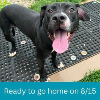 Rune -  Mixed Breed Dog for Adoption in Dubuque, Iowa - Rune | PetCurious