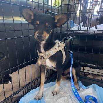 Mr. Bojangles -  Chihuahua Dog Available for Adoption in Escondido, California - Mr. Bojangles | PetCurious