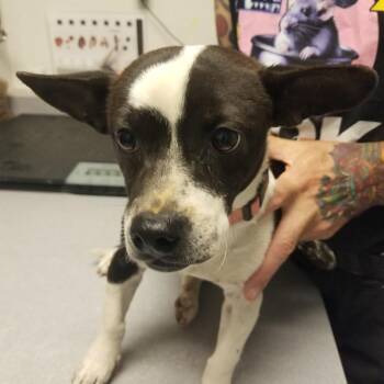 Checkers -  Chihuahua and Mixed Breed Dog for Adoption in Taos, New Mexico - Checkers | PetCurious