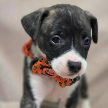 Doc -  Hound Dog for Adoption in Wiggins, Mississippi - Doc | PetCurious