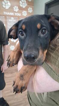 Matrix -  German Shepherd Dog and Rottweiler Dog for Adoption in Van Wert, Ohio - Matrix | PetCurious