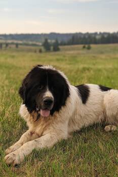 Rescue Newfoundland Dog Dogs for Adoption in Wagoner, Oklahoma - Victor | PetCurious