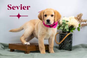 Sevier -  Yellow Labrador Retriever and Golden Retriever Dog for Adoption in Sevierville, Tennessee - Sevier | PetCurious