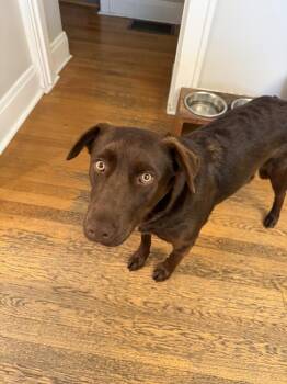 Mini Moose -  Labrador Retriever Dog for Adoption in Denver, Colorado - Mini Moose | PetCurious