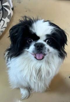 Pekingese Dogs Available for Adoption in Manchester, Tennessee - Bandit | PetCurious