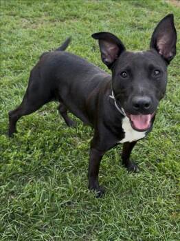 Labrador Retriever and Mixed Breed Dogs Available for Adoption in Conroe, Texas - MARTHA | PetCurious