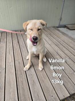 Vanilla -  Labrador Retriever and Jindo Dog for Adoption in Johns Creek, Georgia - Vanilla | PetCurious