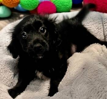 Soot-Adorabel Small Breed Puppy! -  Cocker Spaniel and Dachshund Dog for Adoption in Fort Myers, Florida - Soot-Adorabel Small Breed Puppy! | PetCurious