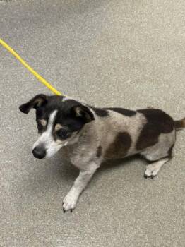 Chihuahua Dogs Available for Adoption - BO | PetCurious