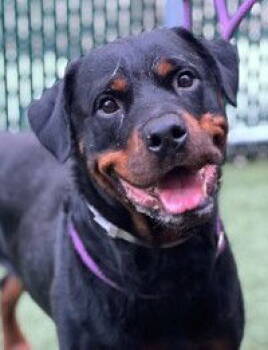 Rescue Rottweiler Dogs for Adoption in Deering, New Hampshire - Flash | PetCurious