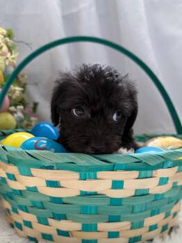 Dachshund Dogs Available for Adoption - Soba - Noodle Pup | PetCurious