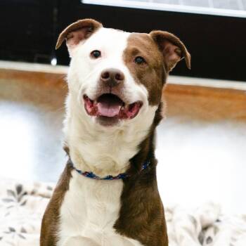 Rescue Pit Bull Terrier and Border Collie Dogs for Adoption in Versailles, Kentucky - Cosmo | PetCurious
