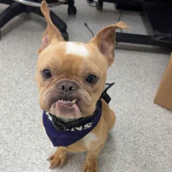Grem -  English Bulldog and French Bulldog Dog for Adoption in Rockville, Maryland - Grem | PetCurious