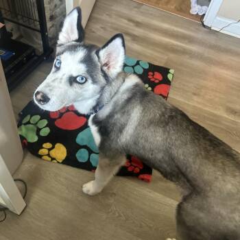 Ryder -  Siberian Husky Dog for Adoption in Johns Creek, Georgia - Ryder | PetCurious