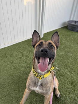 Rescue Belgian Shepherd Malinois and Shepherd Dogs for Adoption in St. George, Utah - Fiona | PetCurious