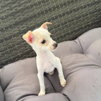 Apple -  Chihuahua and Mixed Breed Dog for Adoption in Alma, Wisconsin - Apple | PetCurious