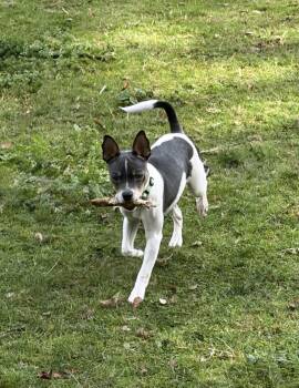 Peanut -  Rat Terrier and Chihuahua Dog for Adoption in Bothell, Washington - Peanut | PetCurious