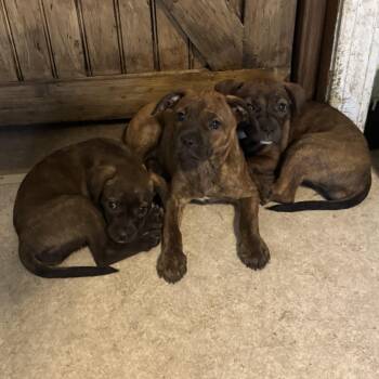 Kim, Khloe, Kourtney -  Boxer Dog for Adoption in Kutztown, Pennsylvania - Kim, Khloe, Kourtney | PetCurious