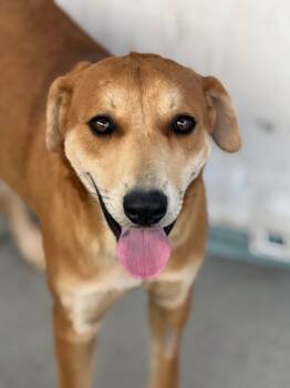 Rescue Cattle Dog and Labrador Retriever Dogs for Adoption in Fort Lupton, Colorado - Sneef | PetCurious