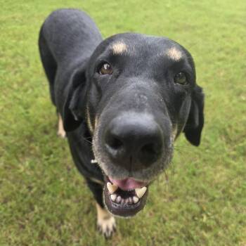 Peppa -  Labrador Retriever and Hound Dog for Adoption in Wake Forest, North Carolina - Peppa | PetCurious