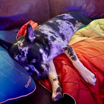 Larry -  German Shepherd Dog and Mixed Breed Dog for Adoption in Fayetteville, Arkansas - Larry | PetCurious