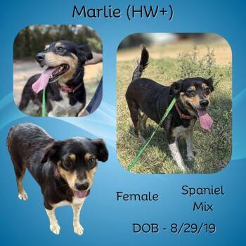 Rescue Spaniel Dogs for Adoption in Caldwell, Texas - Marlie | PetCurious