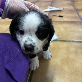 Patton -  Terrier Dog for Adoption in Northbrook, Illinois - Patton | PetCurious