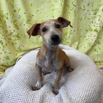 Mixed Breed Dogs Available for Adoption in West Olive, Michigan - Zepplin | PetCurious