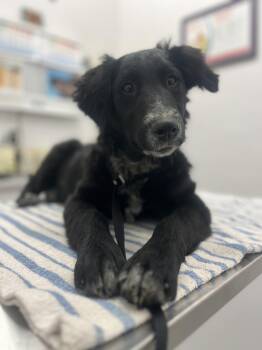 Australian Shepherd Dogs Available for Adoption - Onyx | PetCurious