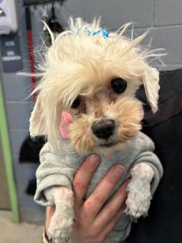 Powderpuff -  Shih Tzu and Havanese Dog Available for Adoption in Bloomington, Indiana - Powderpuff | PetCurious
