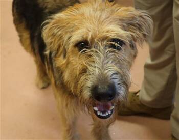 CARL -  Mixed Breed Dog for Adoption in Columbia, South Carolina - CARL | PetCurious