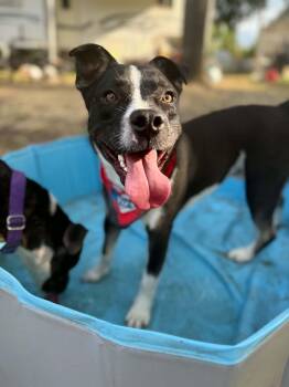 Bonnie -  Pit Bull Terrier Dog for Adoption in Rocklin, California - Bonnie | PetCurious