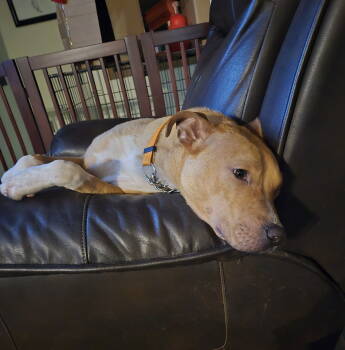 Rescue Boxer Dogs for Adoption in Brooklyn Center, Minnesota - Boomer Jr | PetCurious